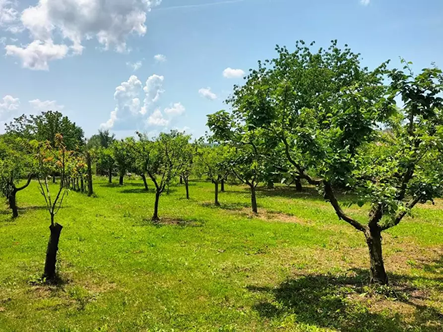 Immagine 2 di Terreno agricolo in vendita  in Via della Rondolina a Magione