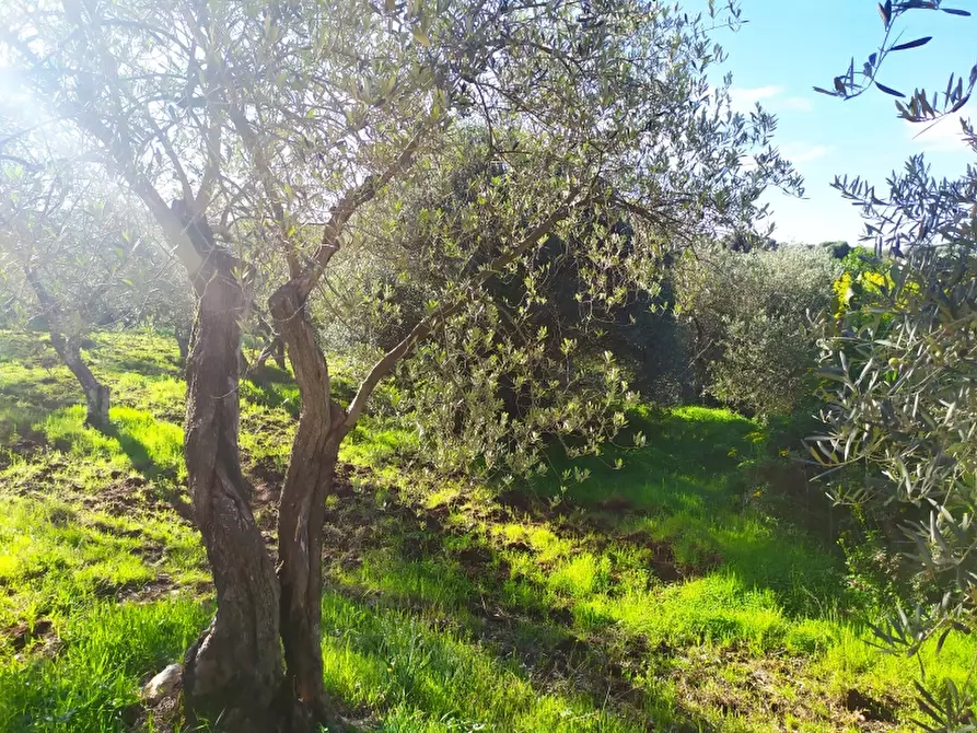 Immagine 10 di Terreno residenziale in vendita  a Sassari