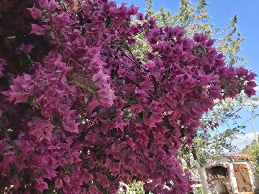 Immagine 28 di Villa in vendita  in Via Sassari a Irgoli