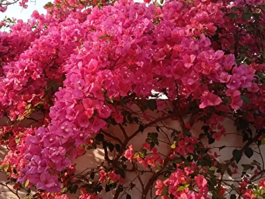 Immagine 24 di Villa in vendita  in Via Sassari a Irgoli