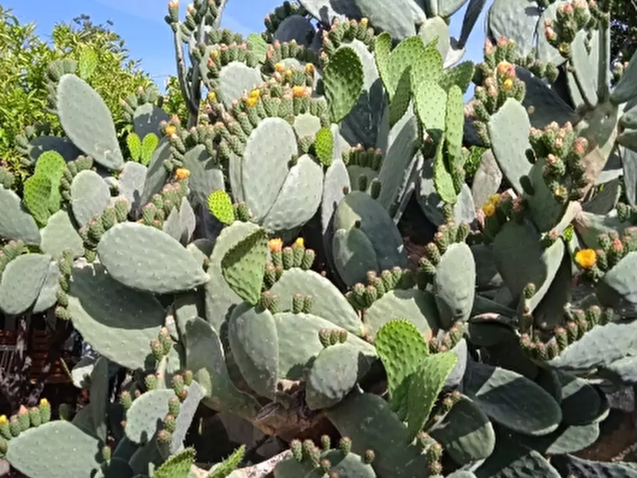 Immagine 27 di Villa in vendita  in Via Sassari a Irgoli