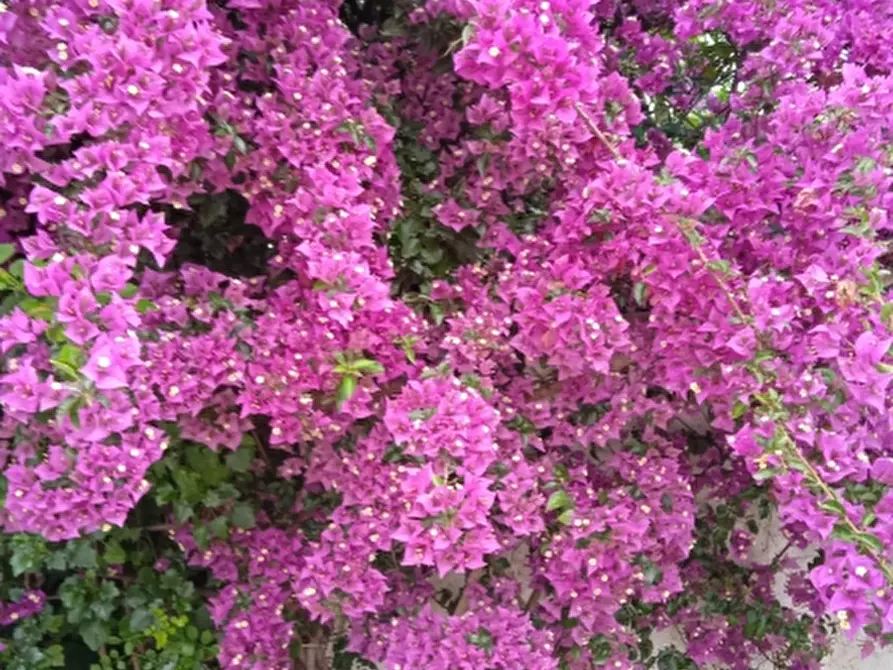 Immagine 29 di Villa in vendita  in Via Sassari a Irgoli