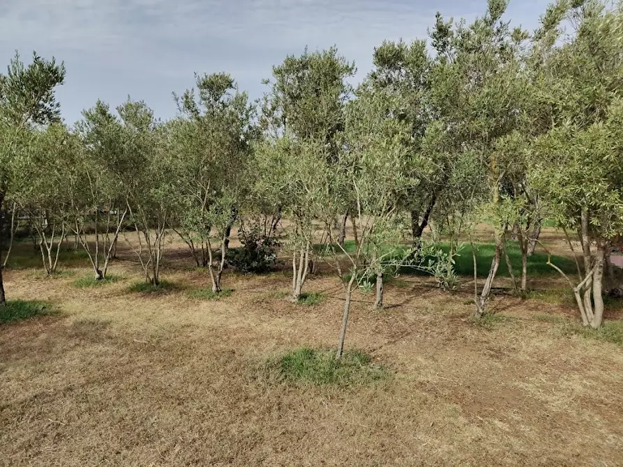 Immagine 11 di Appartamento in vendita  in Localita' Mamuntanas a Alghero