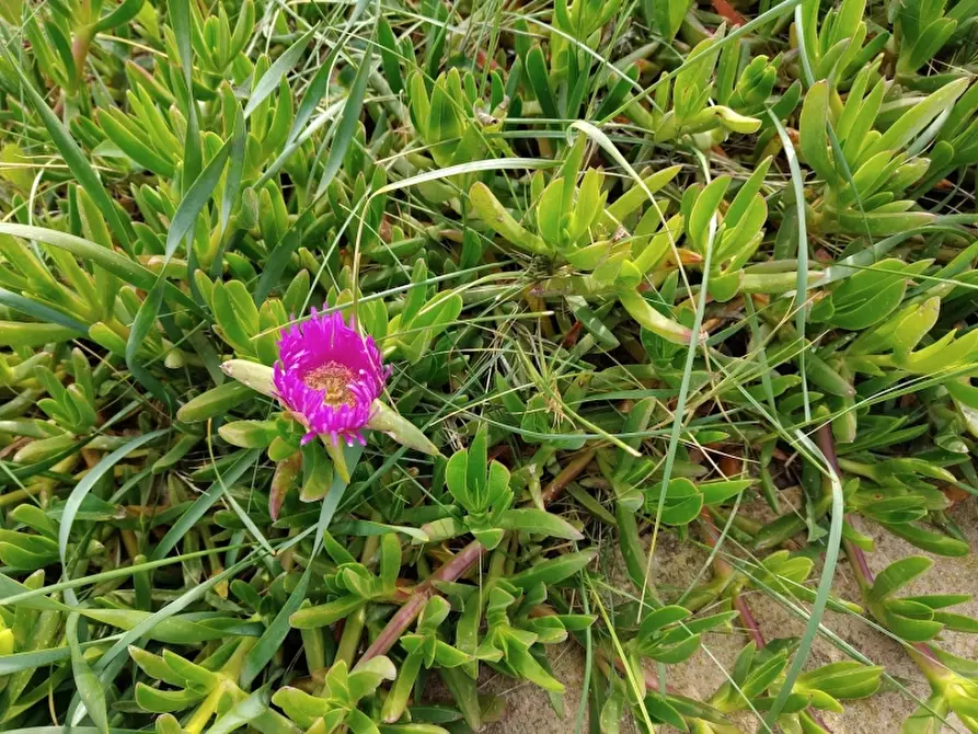 Immagine 40 di Appartamento in vendita  a Castelsardo