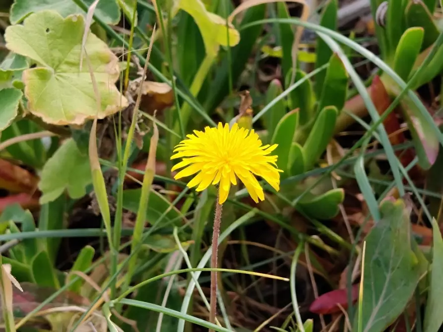Immagine 39 di Appartamento in vendita  a Castelsardo