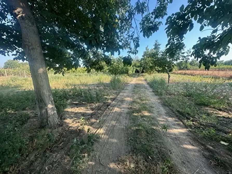 Immagine 1 di Terreno agricolo in vendita  in località Carmignola a Carinaro