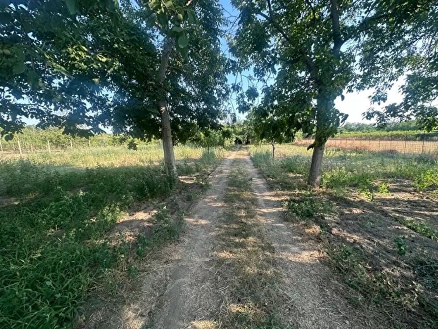 Immagine 2 di Terreno agricolo in vendita  in località Carmignola a Carinaro