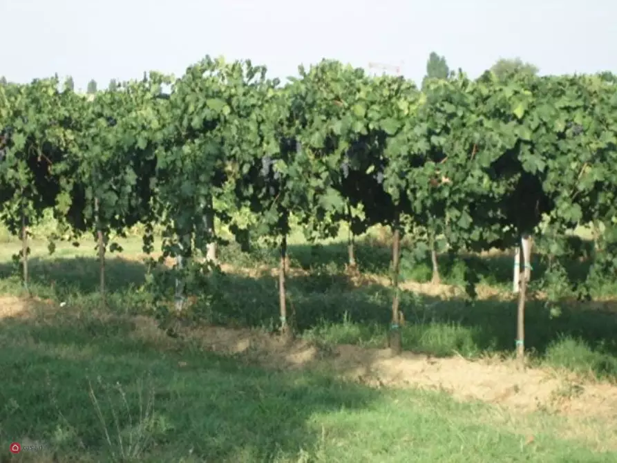 Immagine 2 di Terreno agricolo in vendita  in Via Carpi Ravarino 619 a Soliera