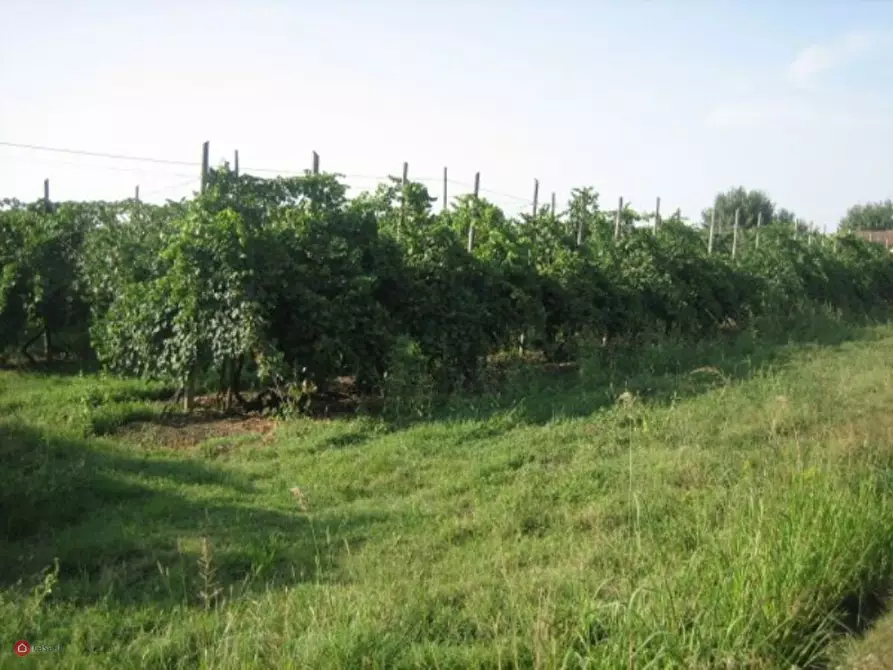 Immagine 5 di Terreno agricolo in vendita  in Via Carpi Ravarino 619 a Soliera