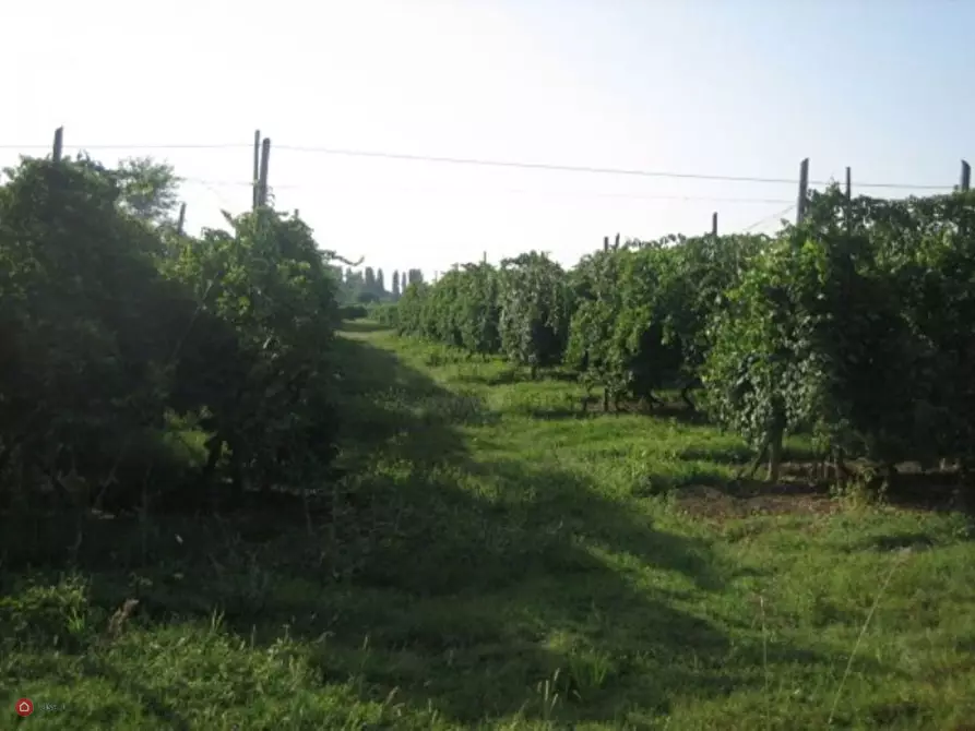 Immagine 7 di Terreno agricolo in vendita  in Via Carpi Ravarino 619 a Soliera