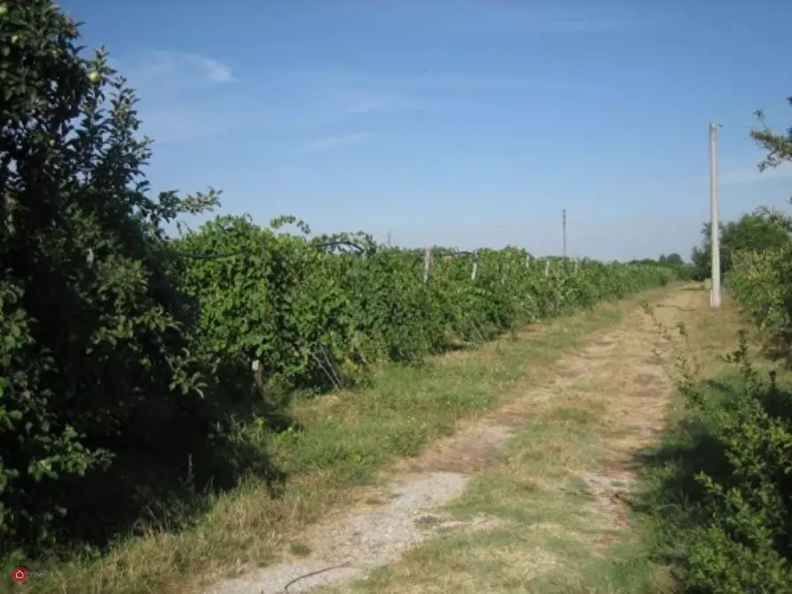 Immagine 8 di Terreno agricolo in vendita  in Via Carpi Ravarino 619 a Soliera