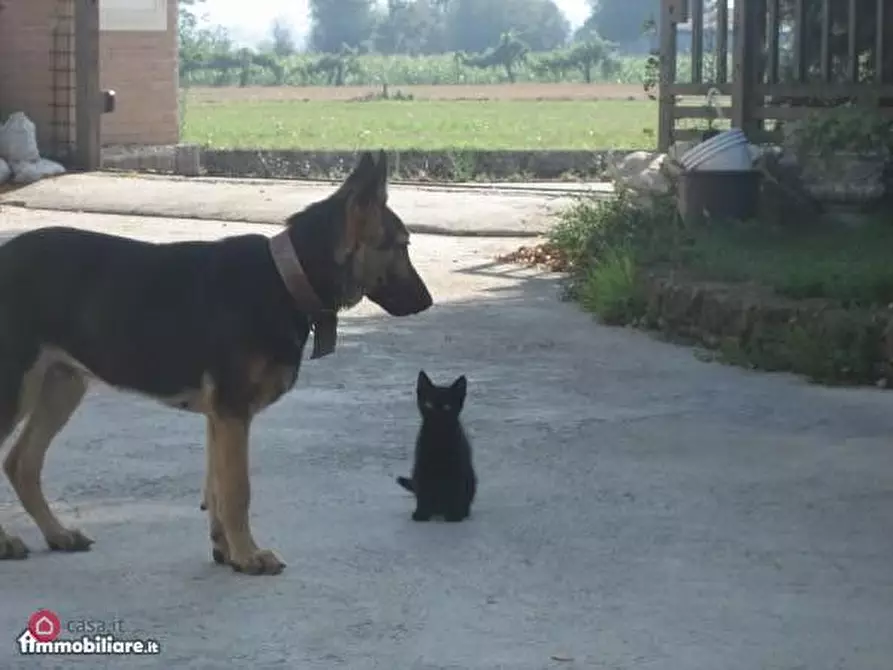 Immagine 6 di Casa bifamiliare in vendita  in Carpi Ravarino 619 a Soliera