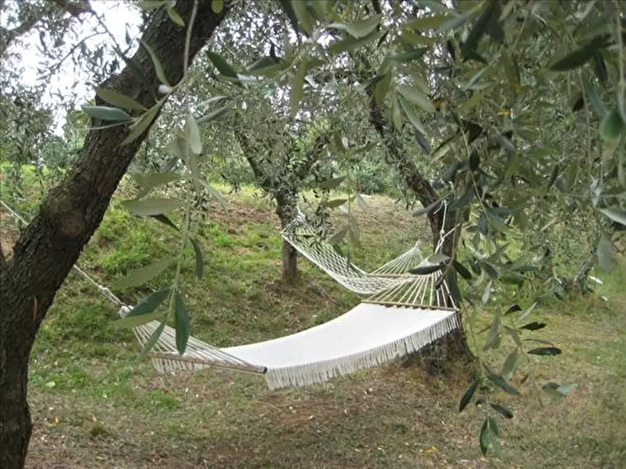 Immagine 2 di Terreno agricolo in vendita  a Celle Ligure