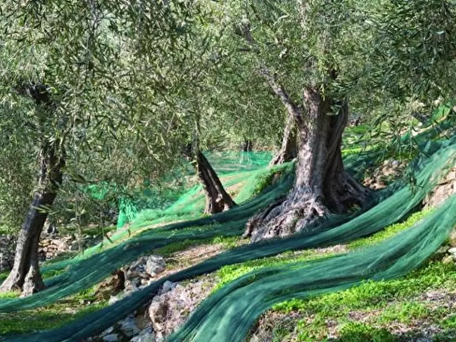 Immagine 3 di Terreno agricolo in vendita  a Celle Ligure