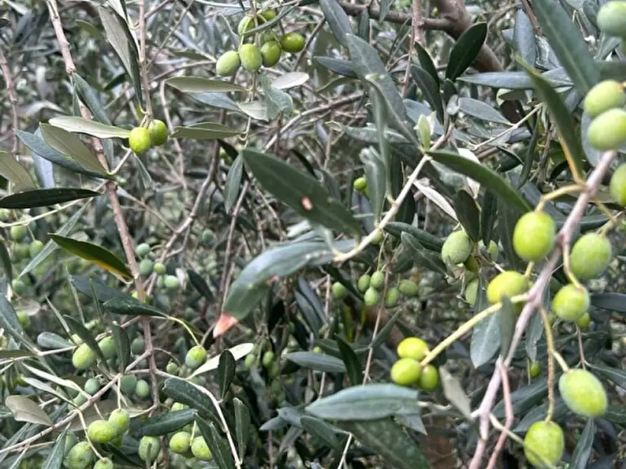 Immagine 6 di Terreno agricolo in vendita  a Celle Ligure