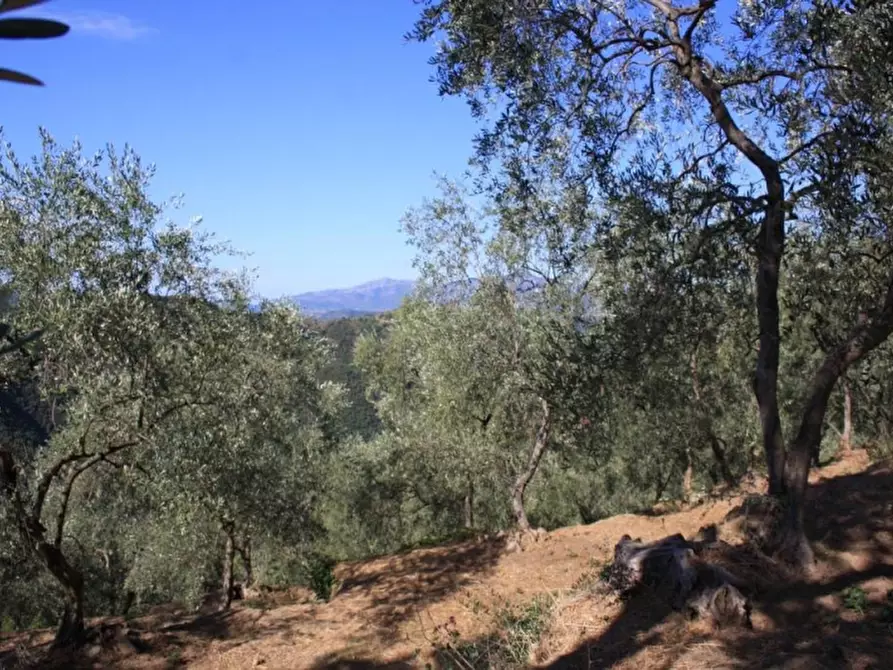 Immagine 4 di Terreno agricolo in vendita  a Celle Ligure