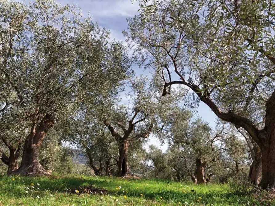 Immagine 2 di Terreno agricolo in vendita  a Savona