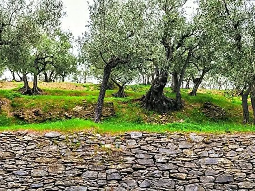 Immagine 3 di Terreno agricolo in vendita  a Savona