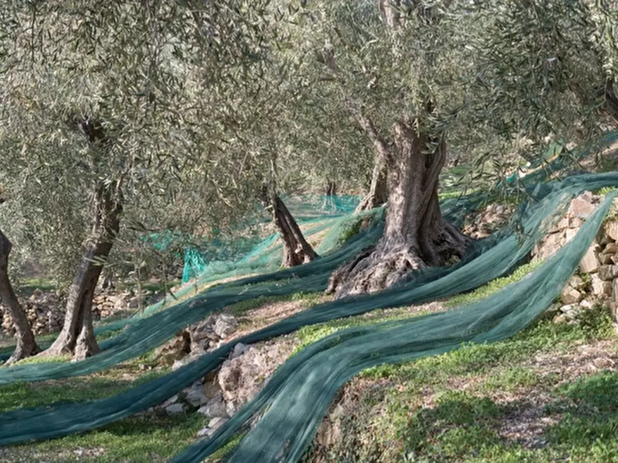 Immagine 1 di Terreno agricolo in vendita  a Savona