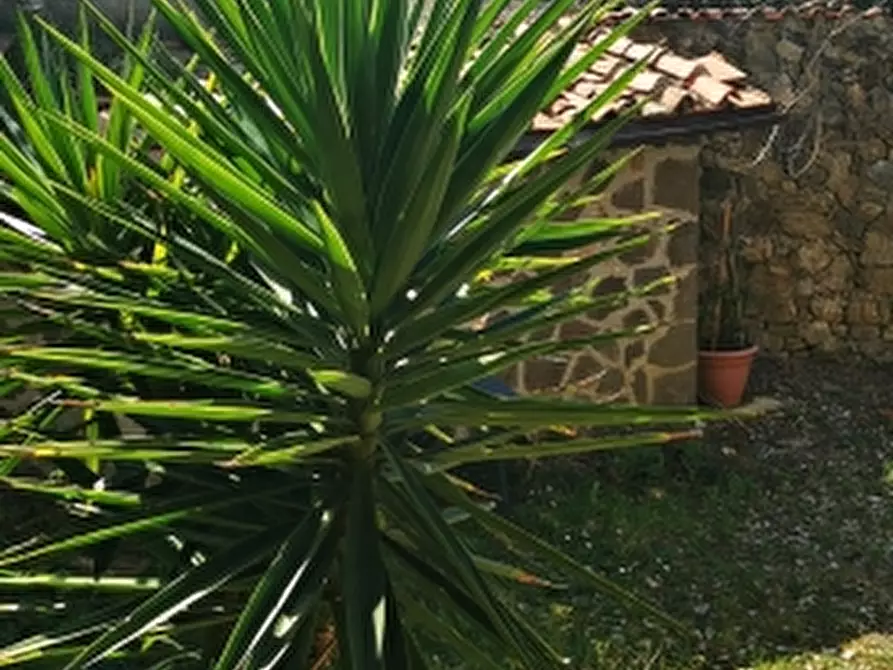 Immagine 24 di Casa colonica in vendita  a Rosignano Marittimo