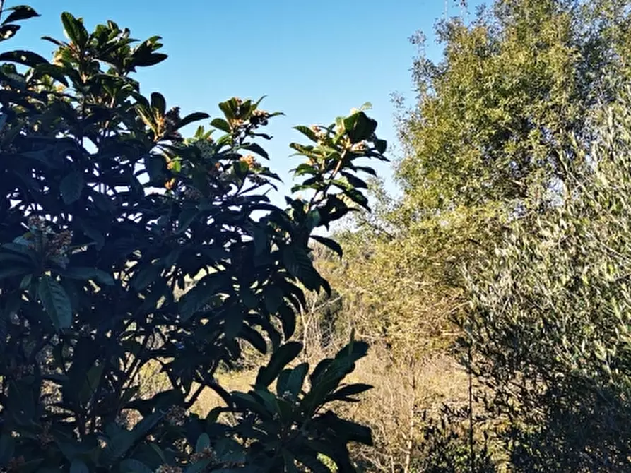 Immagine 8 di Casa colonica in vendita  a Rosignano Marittimo