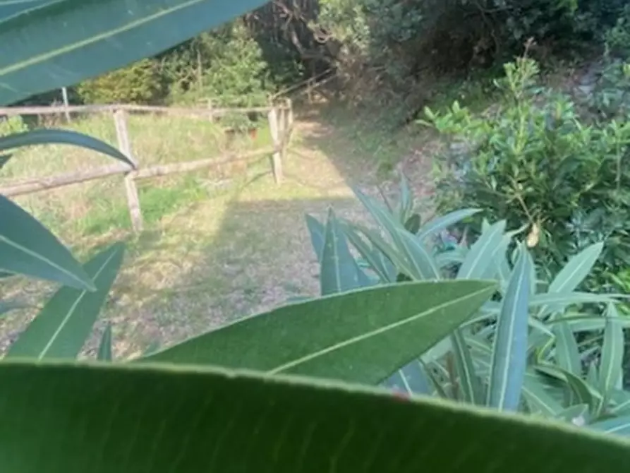 Immagine 3 di Appartamento in vendita  a Rosignano Marittimo