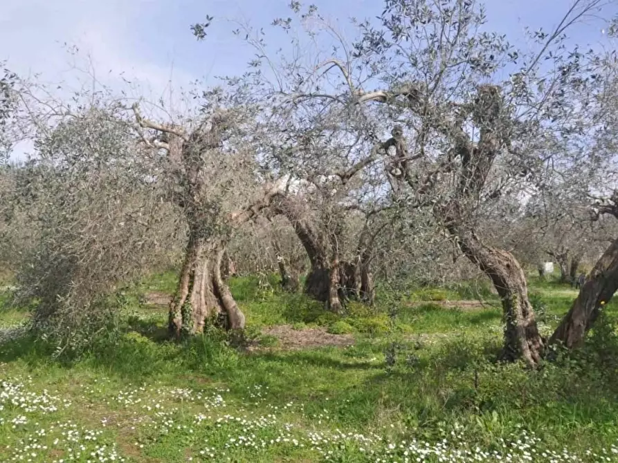 Immagine 2 di Terreno agricolo in vendita  a Rosignano Marittimo