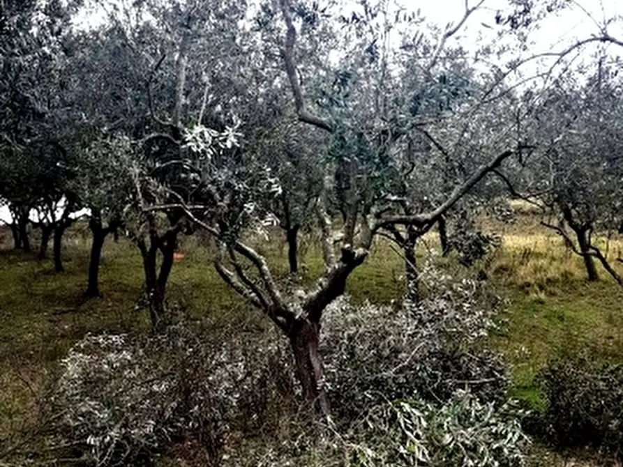 Immagine 5 di Terreno agricolo in vendita  a Rosignano Marittimo