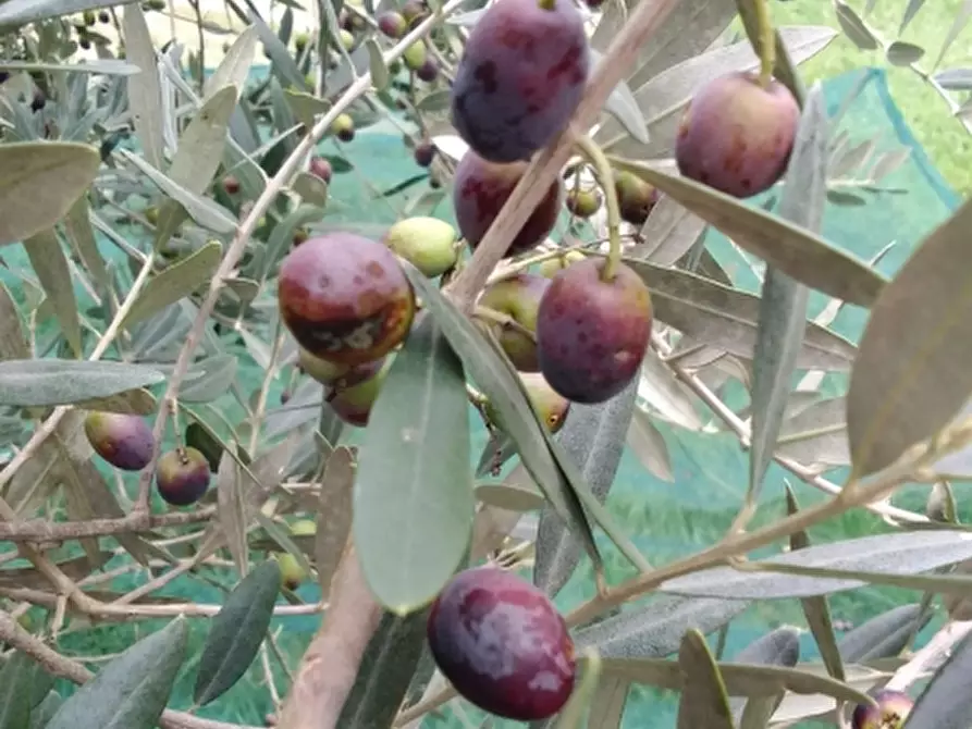 Immagine 1 di Terreno agricolo in vendita  a Rosignano Marittimo
