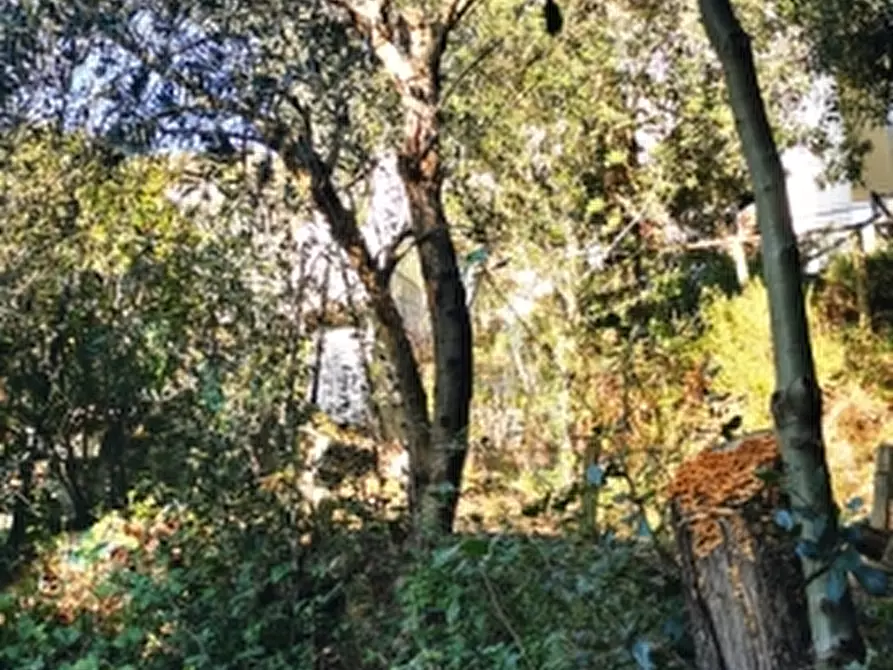 Immagine 6 di Terreno agricolo in vendita  a Rosignano Marittimo