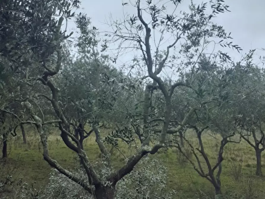 Immagine 7 di Terreno agricolo in vendita  a Rosignano Marittimo