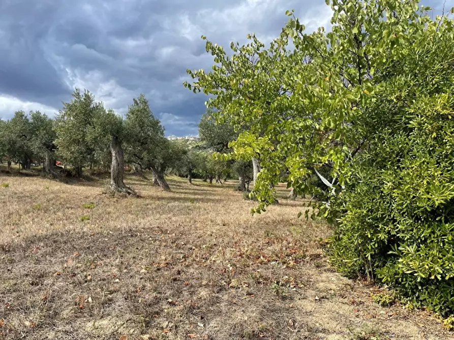 Immagine 19 di Villa in vendita  in Montevecchio a Vasto