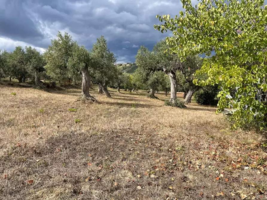 Immagine 4 di Villa in vendita  in Montevecchio a Vasto