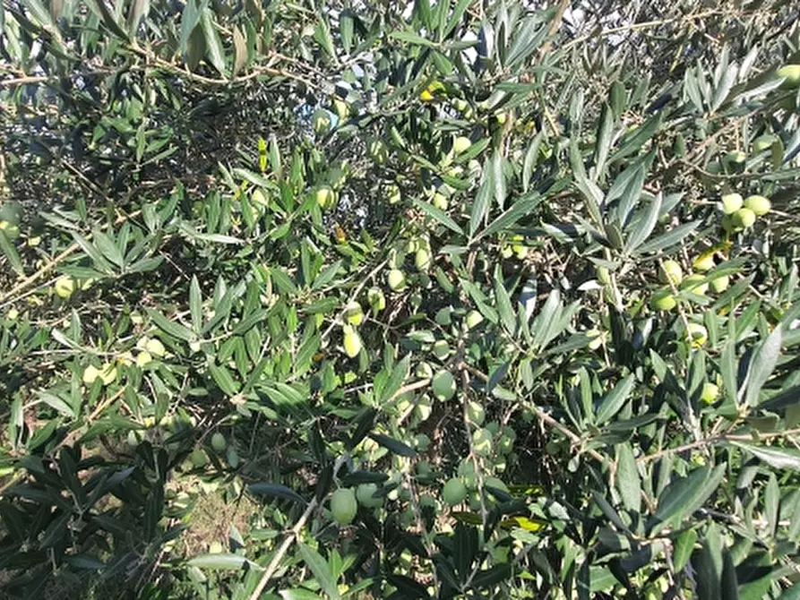 Immagine 7 di Villa in vendita  in VIA MARZABOTTO a Perugia