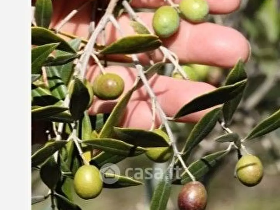 Immagine 1 di Terreno agricolo in vendita  in sant'arcangelo a Magione