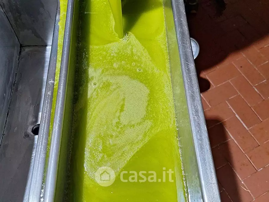 Immagine 11 di Terreno agricolo in vendita  in sant'arcangelo a Magione