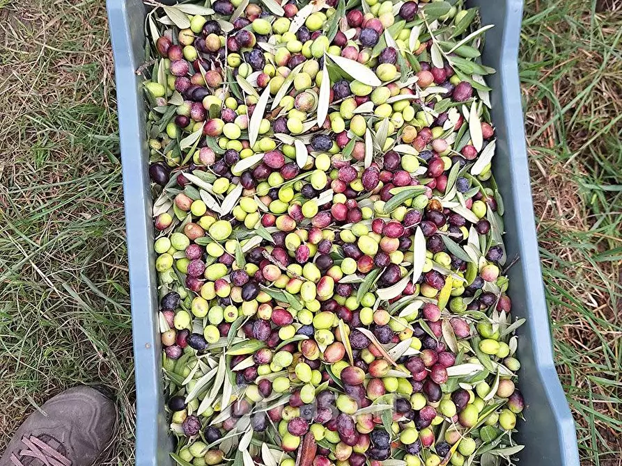 Immagine 12 di Terreno agricolo in vendita  in sant'arcangelo a Magione