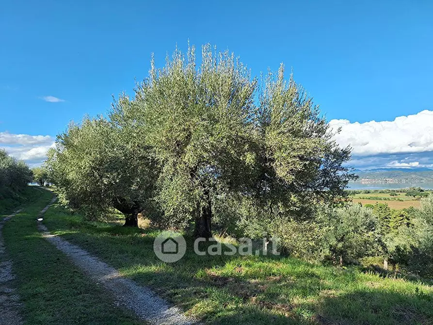 Immagine 13 di Terreno agricolo in vendita  in sant'arcangelo a Magione