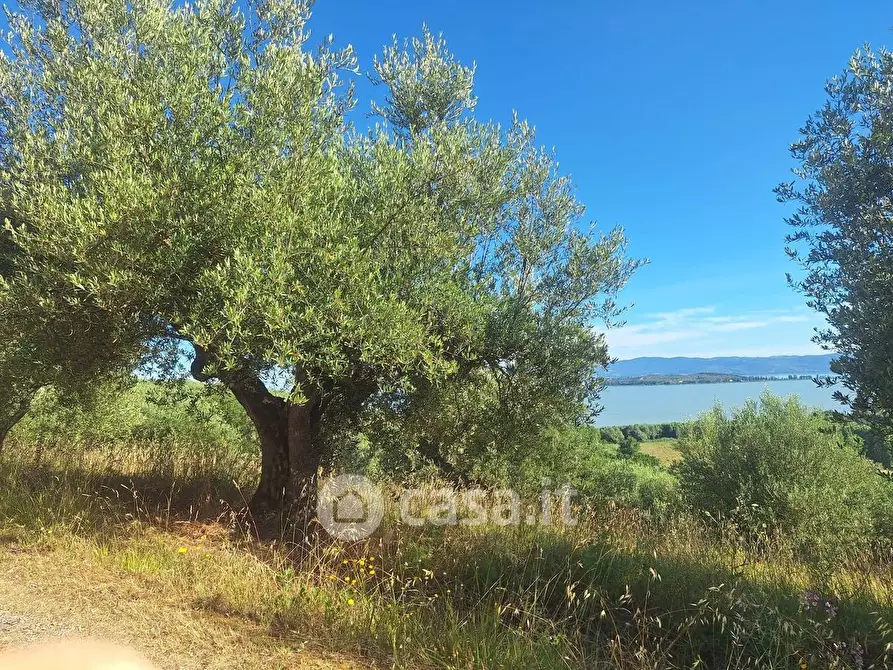 Immagine 19 di Terreno agricolo in vendita  in sant'arcangelo a Magione