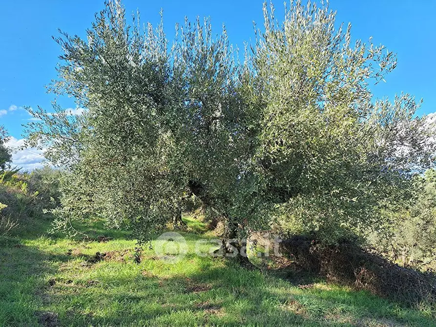 Immagine 2 di Terreno agricolo in vendita  in sant'arcangelo a Magione