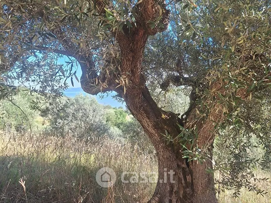 Immagine 20 di Terreno agricolo in vendita  in sant'arcangelo a Magione