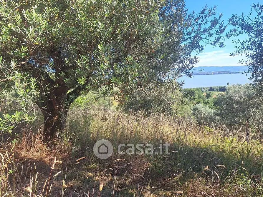 Immagine 21 di Terreno agricolo in vendita  in sant'arcangelo a Magione