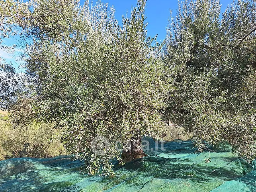 Immagine 3 di Terreno agricolo in vendita  in sant'arcangelo a Magione