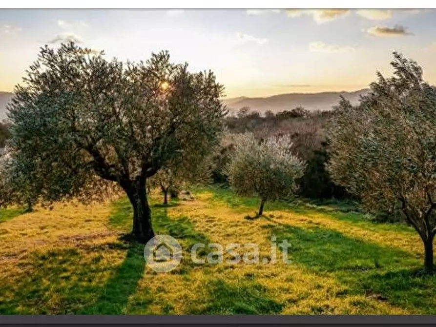 Immagine 4 di Terreno agricolo in vendita  in sant'arcangelo a Magione
