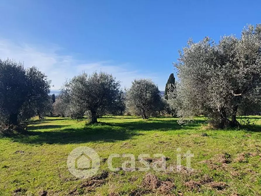Immagine 1 di Terreno agricolo in vendita  a Tuoro Sul Trasimeno