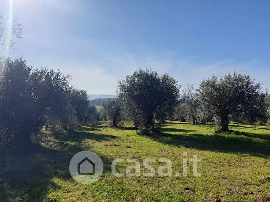 Immagine 2 di Terreno agricolo in vendita  a Tuoro Sul Trasimeno