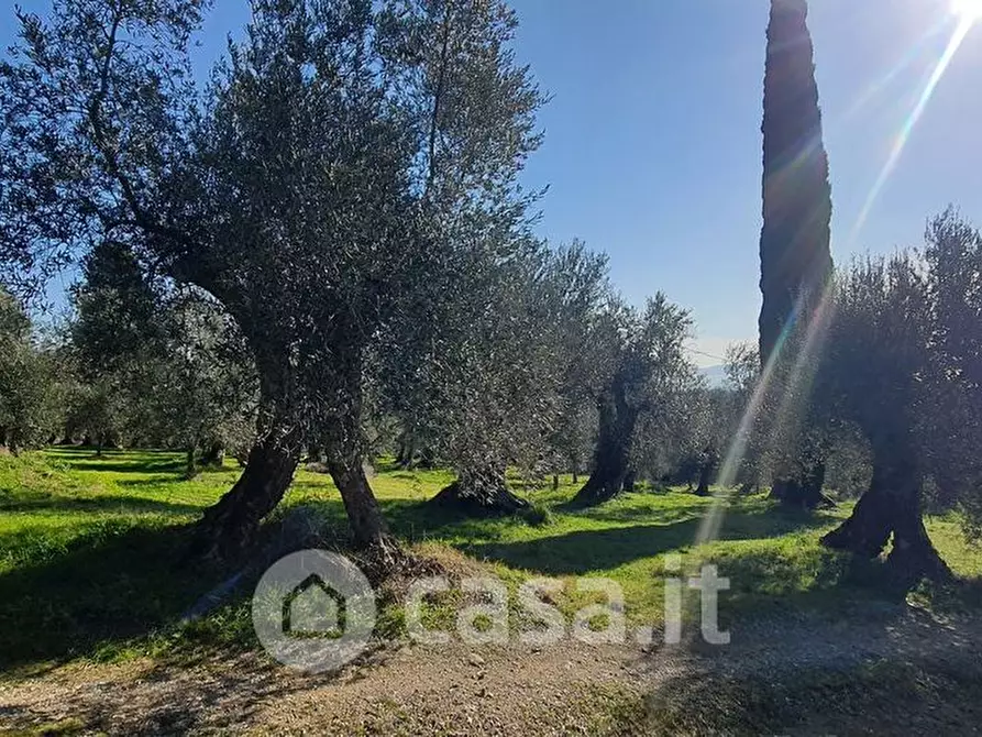 Immagine 3 di Terreno agricolo in vendita  a Tuoro Sul Trasimeno