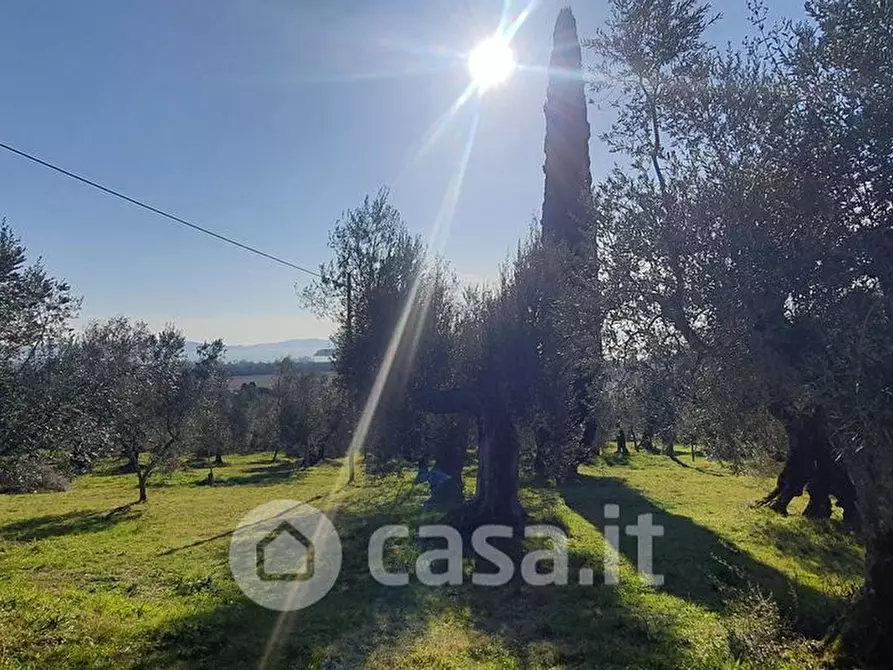 Immagine 4 di Terreno agricolo in vendita  a Tuoro Sul Trasimeno