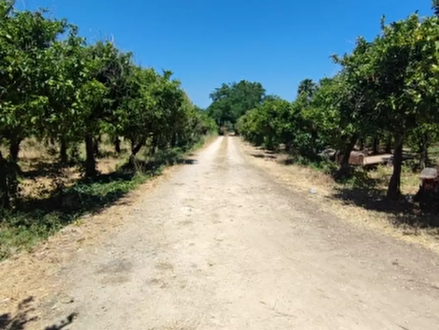 Immagine 3 di Terreno agricolo in vendita  in contrada Mirichicchio a Floridia