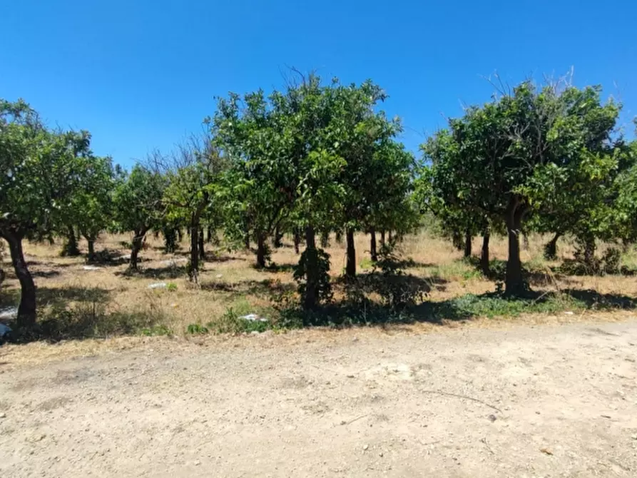 Immagine 4 di Terreno agricolo in vendita  in contrada Mirichicchio a Floridia